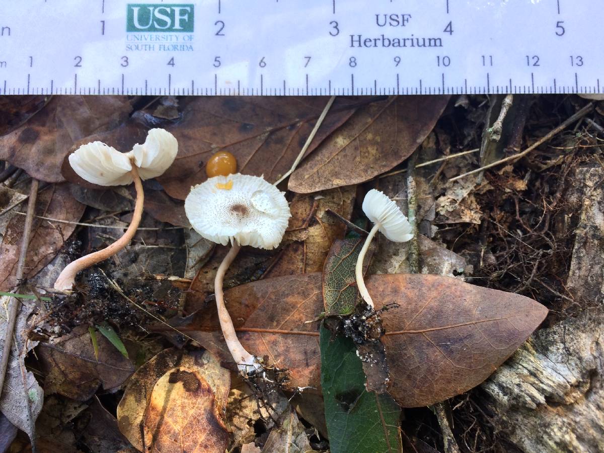 Lepiota subcristatella image