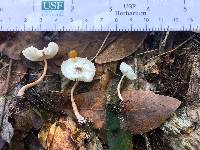 Lepiota subcristatella image