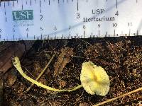 Leucocoprinus fragilissimus image