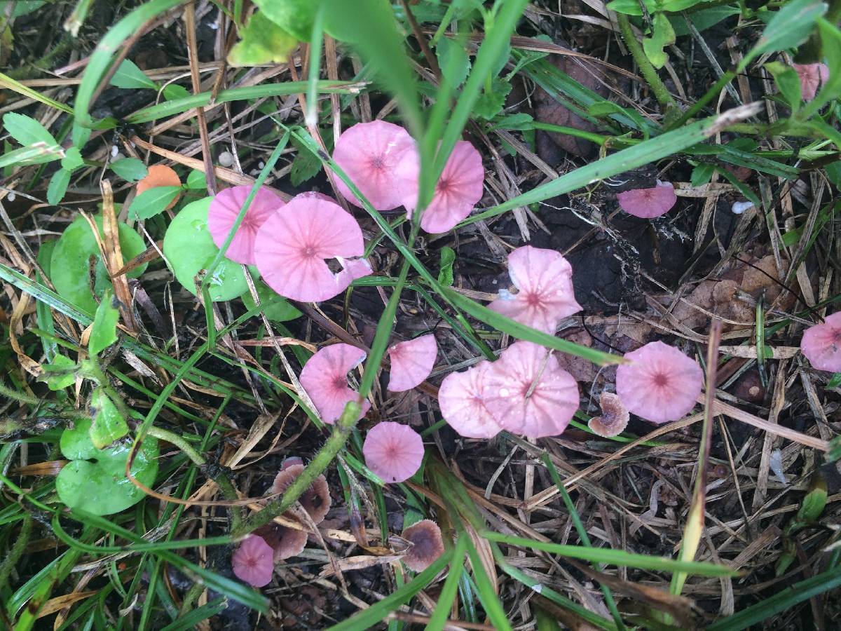 Marasmius atropurpureus image