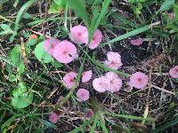 Marasmius atropurpureus image