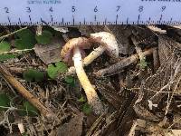 Agaricus comtulus image