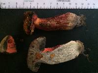 Boletus floridanus image