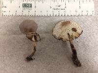 Lepiota brunnescens image