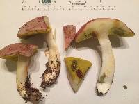 Aureoboletus gentilis image