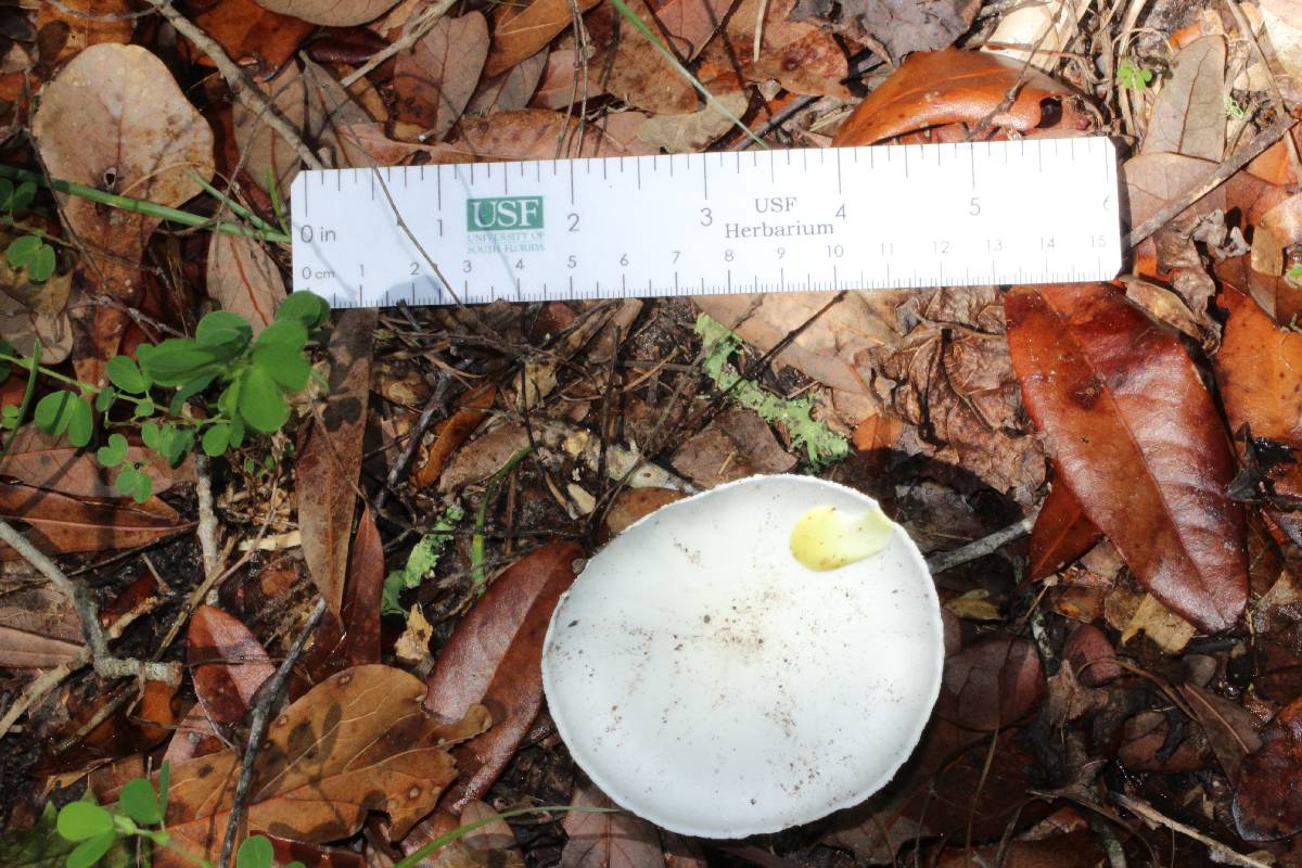 Amanita suballiacea image