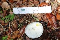 Amanita suballiacea image