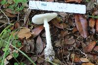 Image of Amanita suballiacea