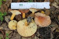 Lactarius hygrophoroides image