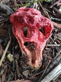 Clathrus crispus image