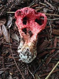 Clathrus crispus image