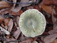 Russula subglauca image