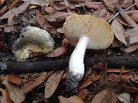 Russula subglauca image