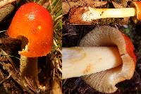 Amanita parcivolvata image