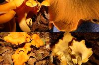 Cantharellus lateritius image