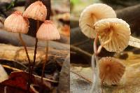 Marasmius pulcherripes image