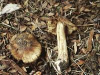 Inocybe cercocarpi image