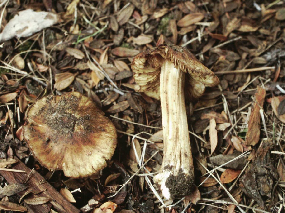 Inocybe cercocarpi image