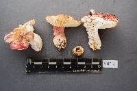 Russula queletii image