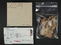 Cantharellus formosus image