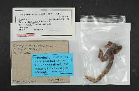 Chroogomphus tomentosus image