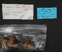 Gomphidius subroseus image