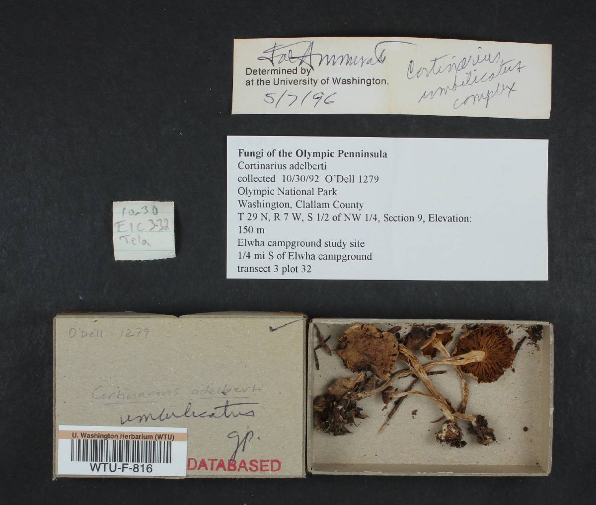 Cortinarius umbilicatus image