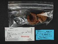 Russula fragilis image