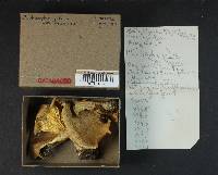 Clitocybe gibba image