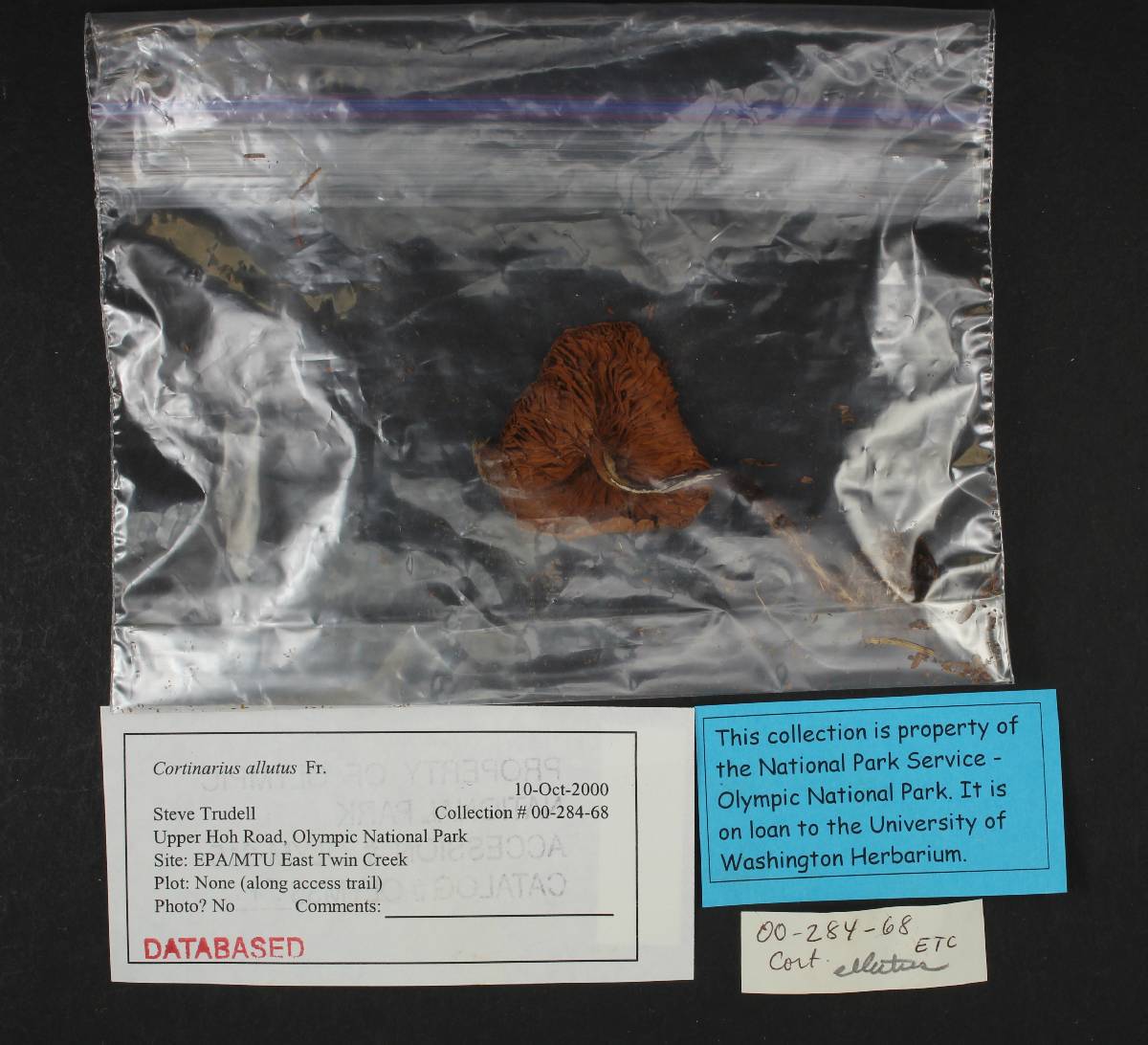Cortinarius allutus image