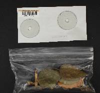 Lactarius glyciosmus image