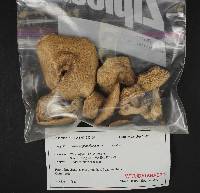 Agaricus moelleri image