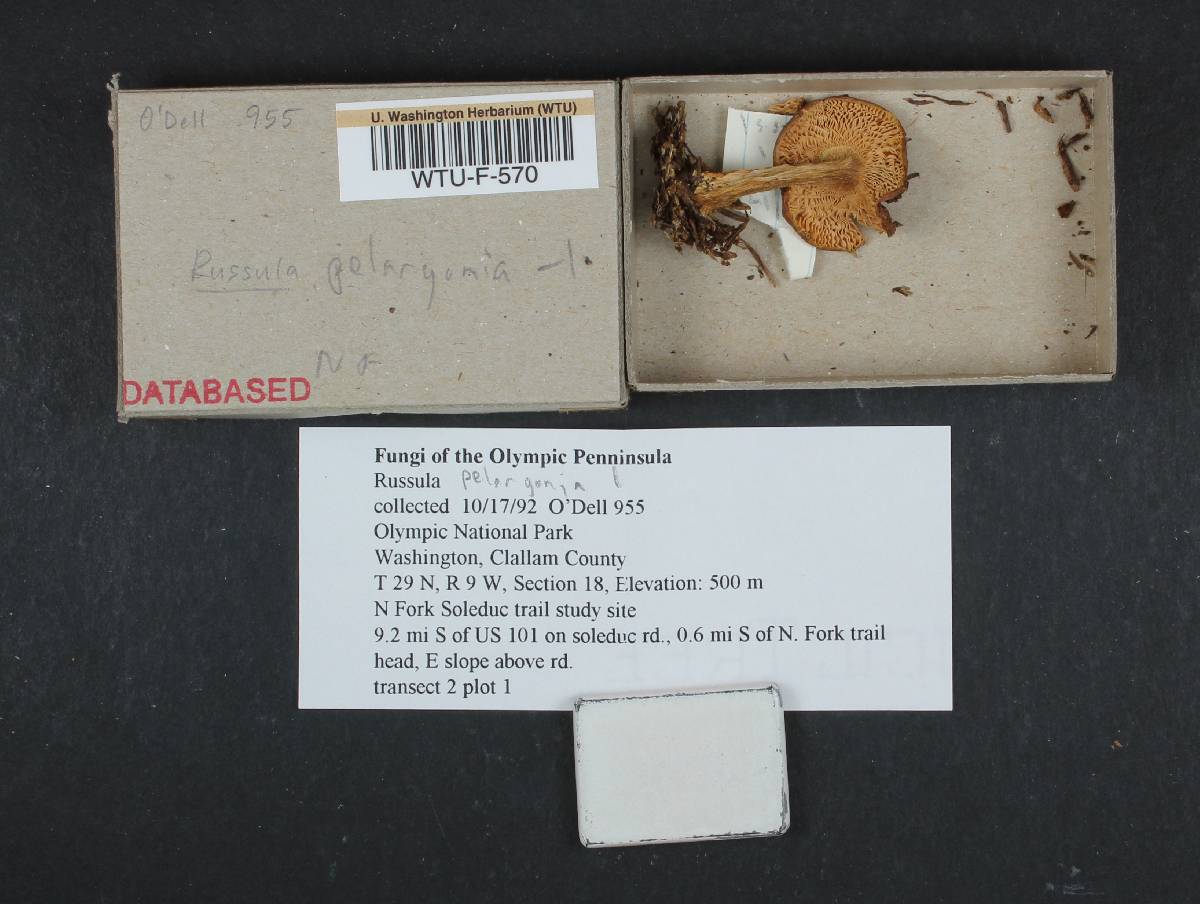 Russula pelargonia image