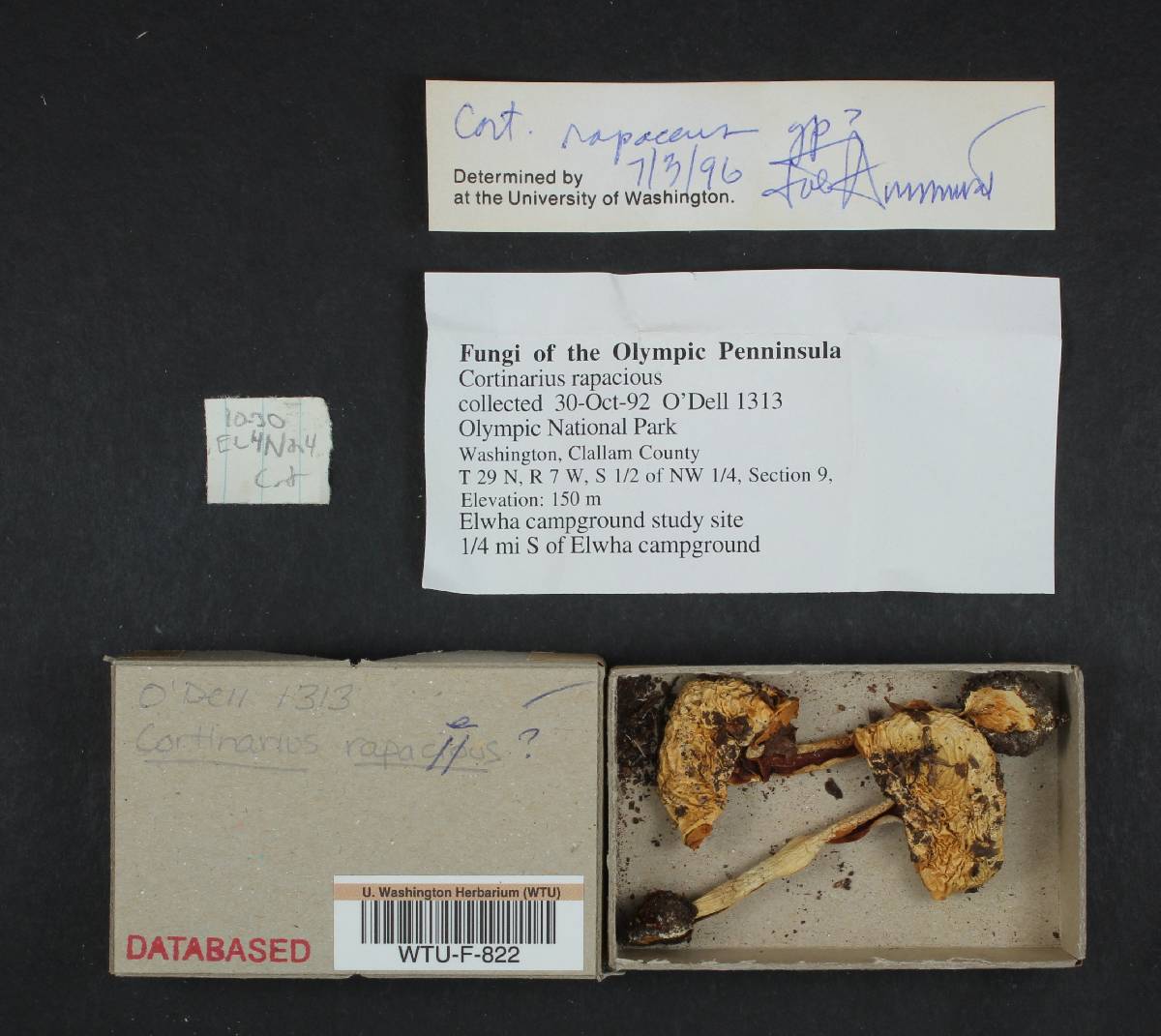 Cortinarius rapaceus image