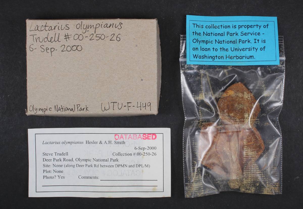 Lactarius olympianus image