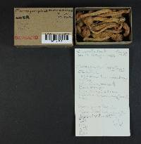 Chroogomphus tomentosus image
