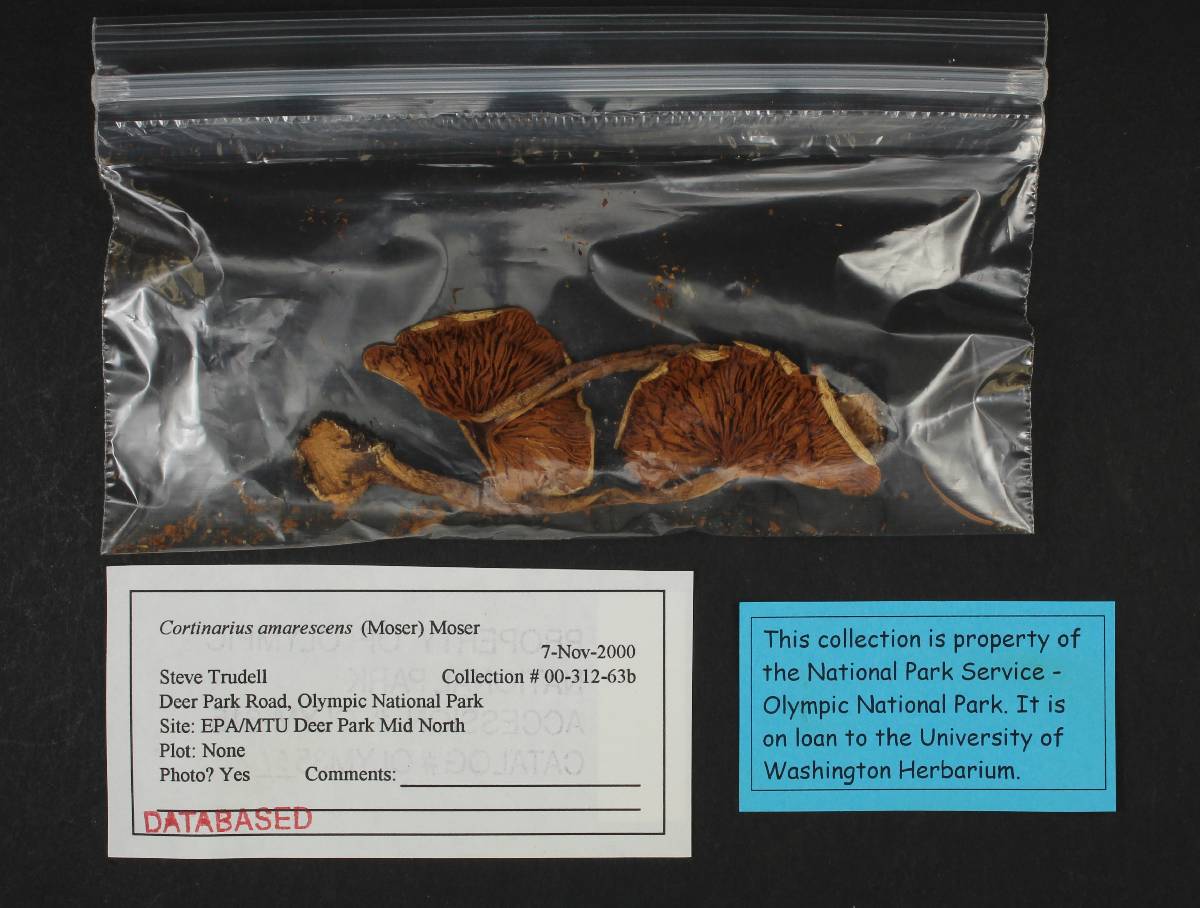 Cortinarius caesiostramineus image