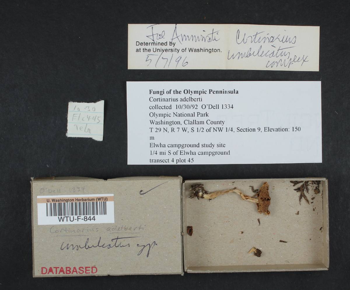 Cortinarius umbilicatus image