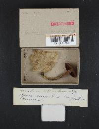 Cortinarius zinziberatus image