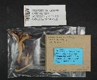 Chroogomphus tomentosus image