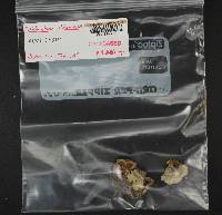 Trichaptum abietinum image