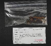 Cortinarius agathosmus image