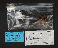Cortinarius clandestinus image