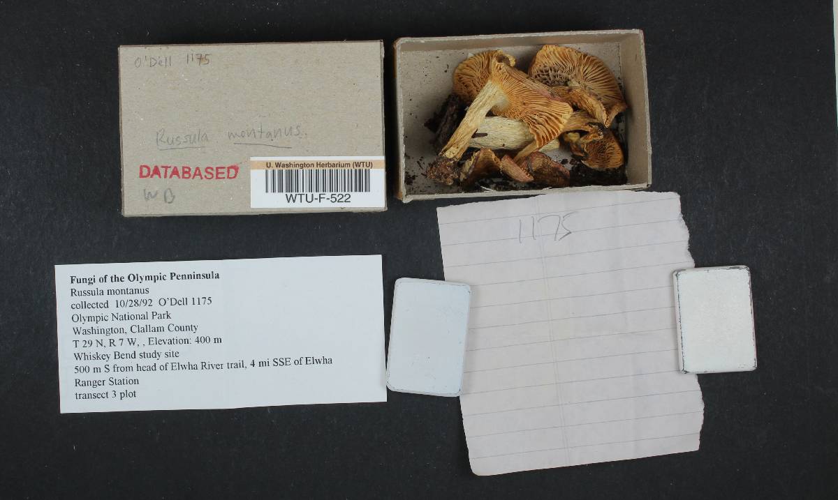 Russula montana image