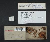 Cortinarius bulliardii image