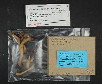 Chroogomphus tomentosus image