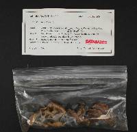 Inocybe pusio image
