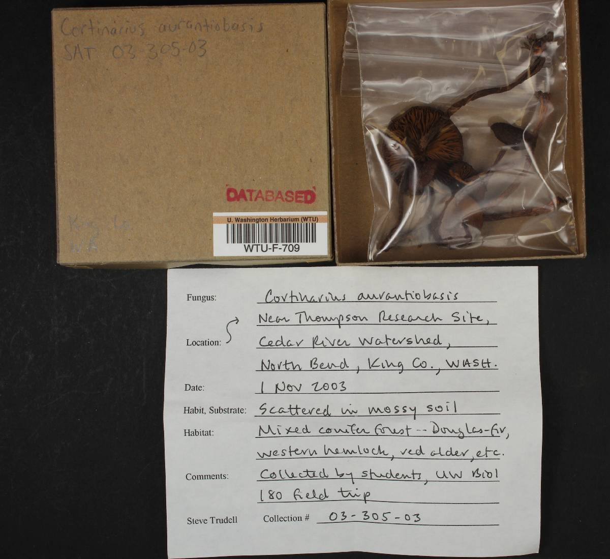 Cortinarius aurantiobasis image