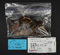 Cortinarius bulbosus image