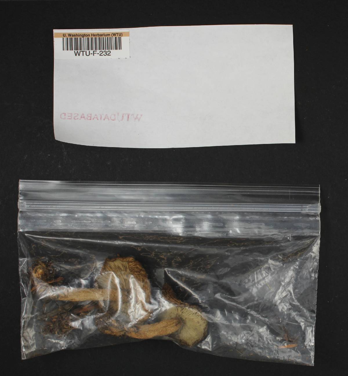 Lactarius pallescens image